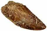 Serrated Raptor Tooth - Real Dinosaur Tooth #300957-1